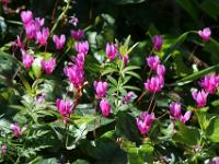 Alpenveilchen im Gegenlicht